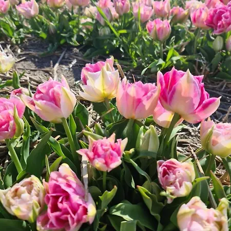 Tamar 滨海卡特韦克