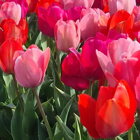 Apartamento Tamar Katwijk aan Zee