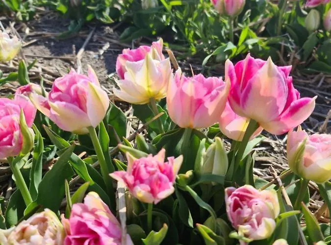 Tamar Katwijk aan Zee